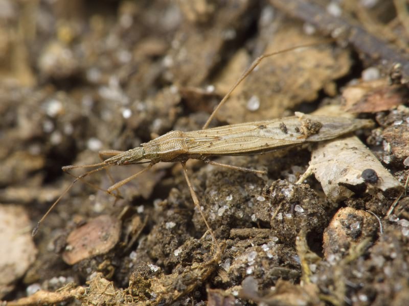 Berytinus (Berytinus) clavipes (Fabricius, 1775)